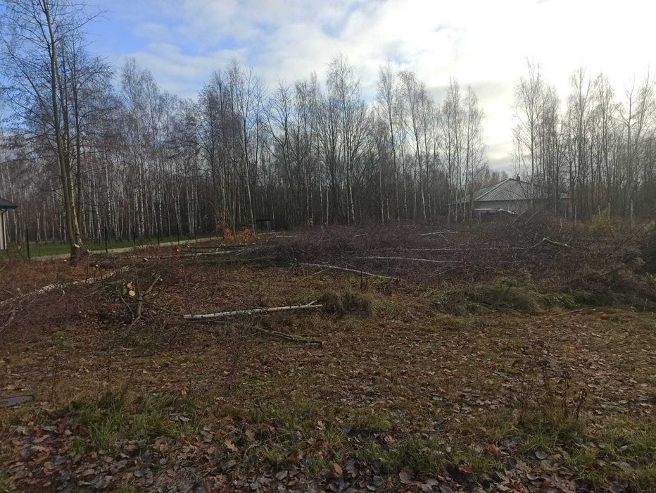 wycinka drzew arborysta