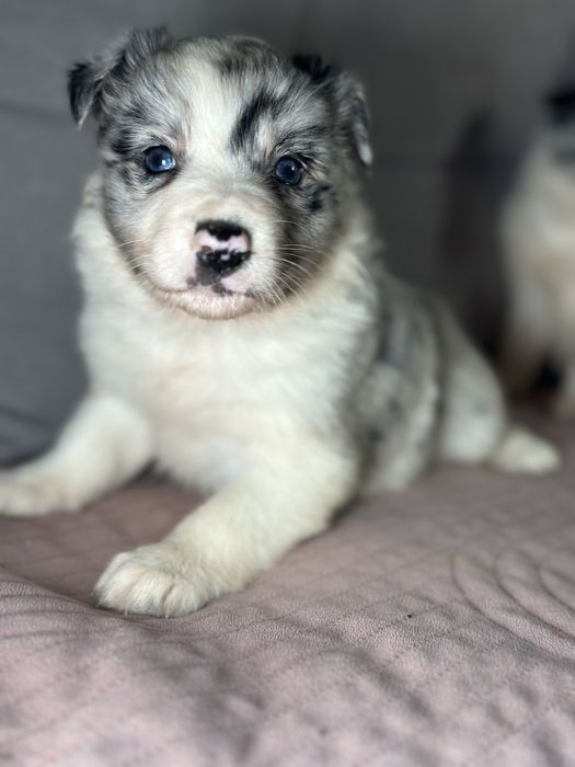 Suczka border collie blue merle do rezerwacji