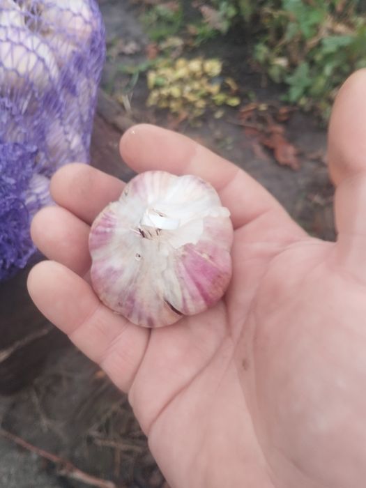 Чеснок (часник) сорт Любаша калибр 50-60+