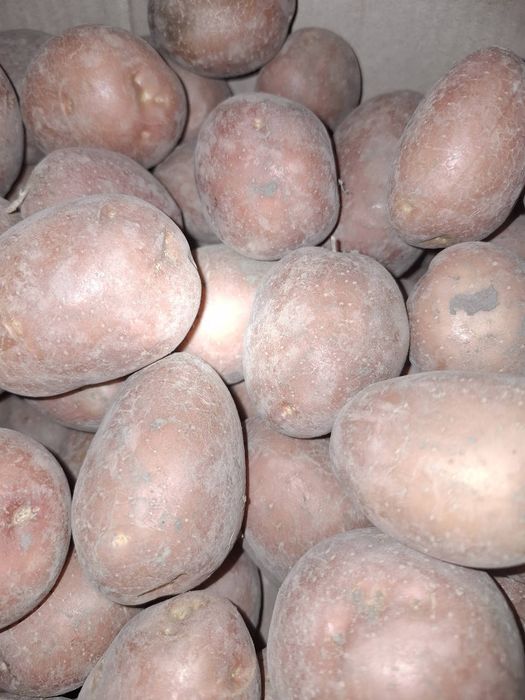 Картопля велика домашня