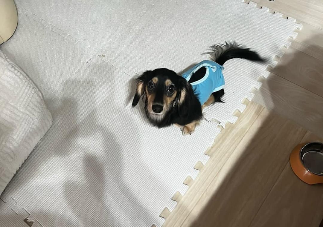 Хлопчик д/ш з світлим підпалом