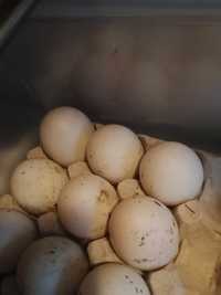 Jajka kacze/duck eggs