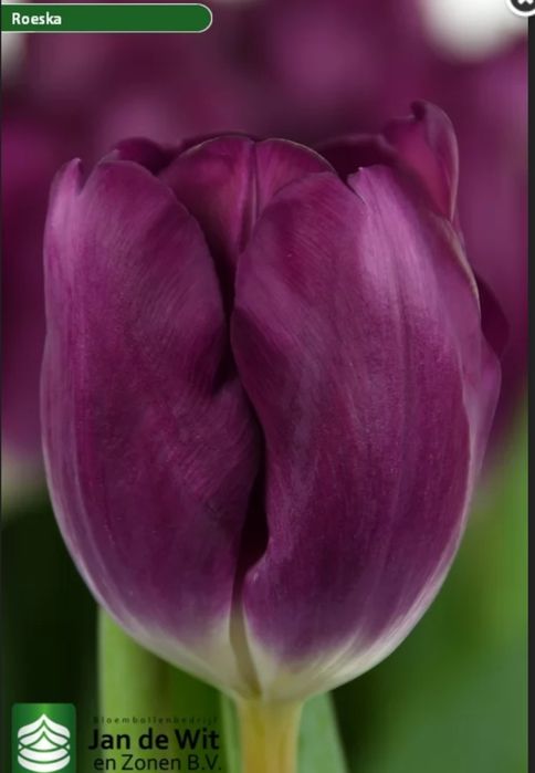 Цибулини тюльпанів 12+ на вигонку і для саду Нідерланди Jan de Wit