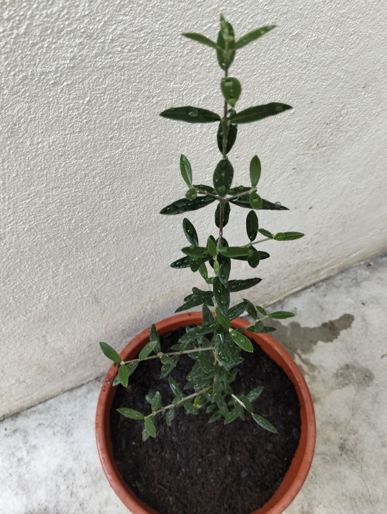 Oliveira em vaso