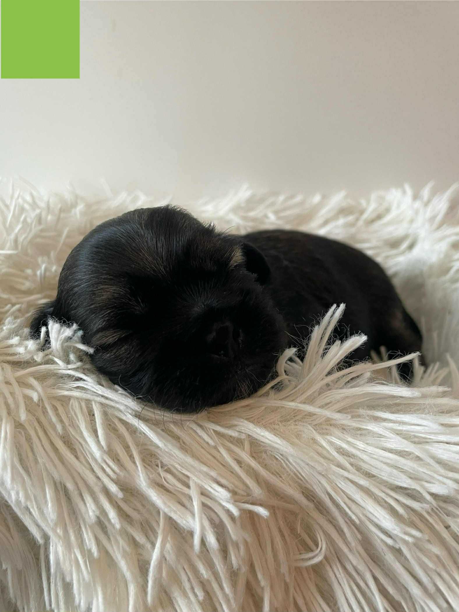 Shih tzu z rodowodem Scooby