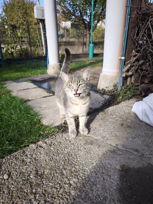 Котики дачні у хороші руки