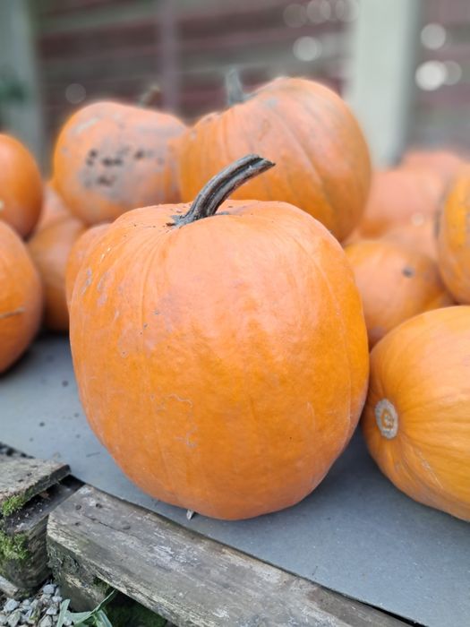 Dynia ozdobna oraz jadalna