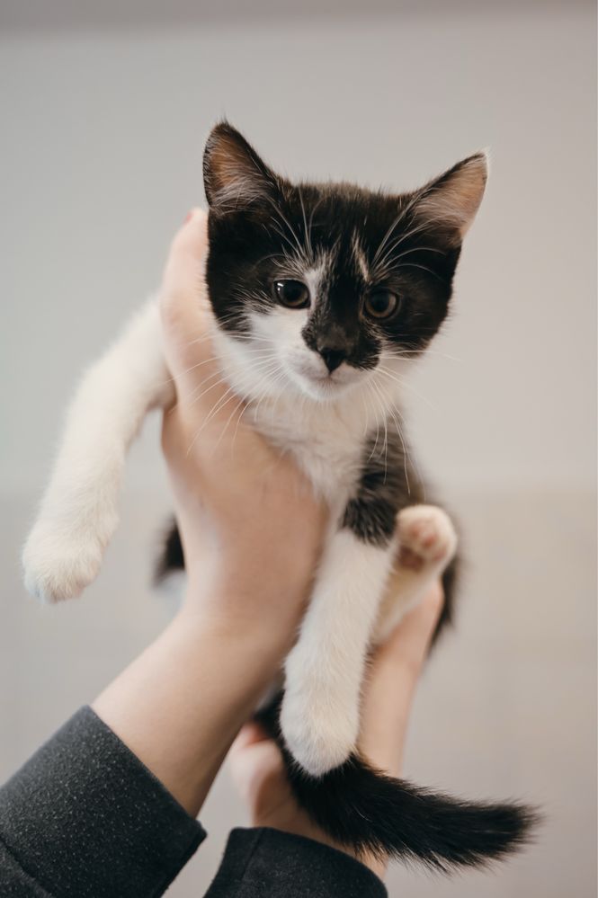 Nieśmiała i śliczna Cindy do odpowiedzialnej adopcji
