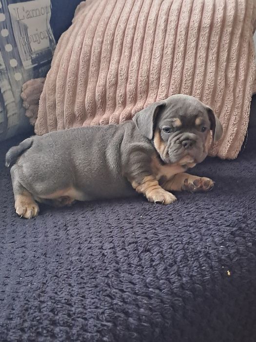 Szczeniak buldog francuski szuczka
