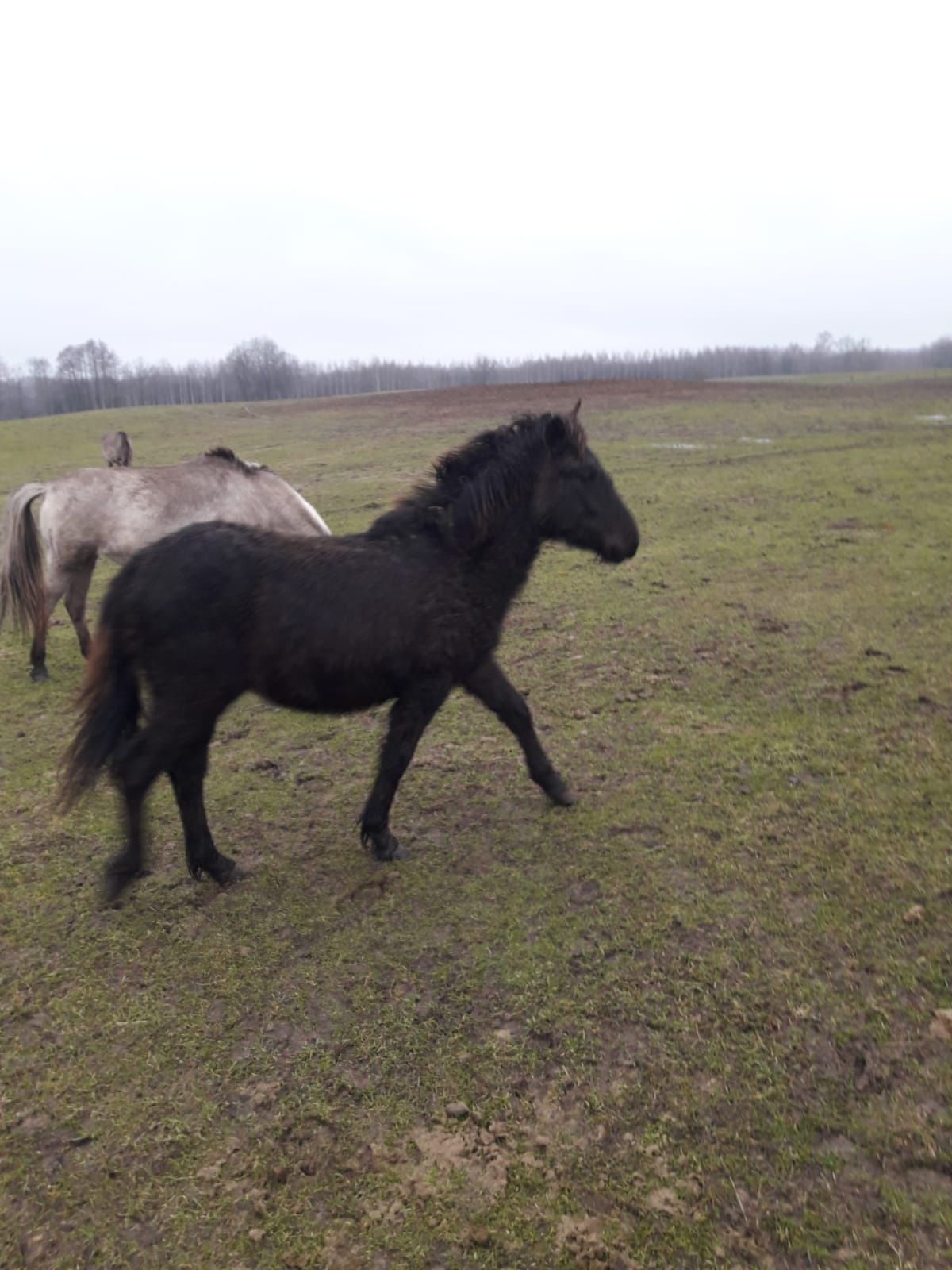 Konik polski klaczki