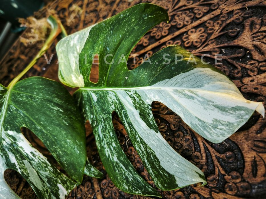 Monstera Albo variegata + Standleyana