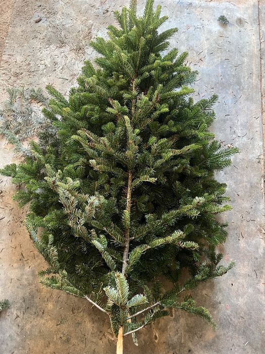 Гілки ялинки густі хвоя