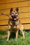 Majki- mini owczarek do adopcji