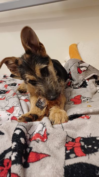 Szczeniak: Śliczny terierkowy Witko szuka domu na zawsze!