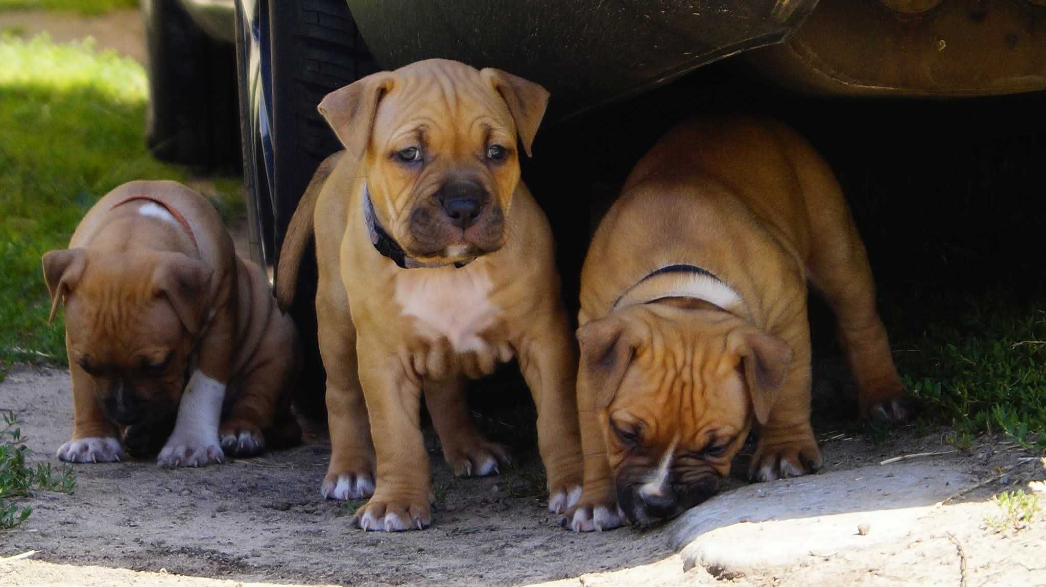 Everest plowy samiec Amstaff FCI, American Staffordshire Terrier