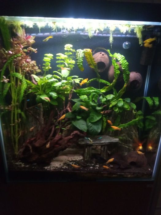 Anubias, duża odnoga, ukorzeniona