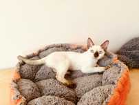Kotka Devon Rex - Możliwa opcja hodowlana