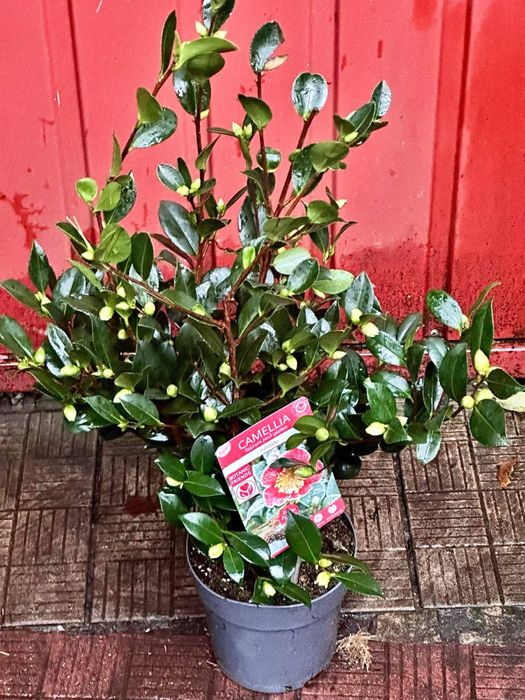 Камеліі в асортименті. Доставка по Україні.