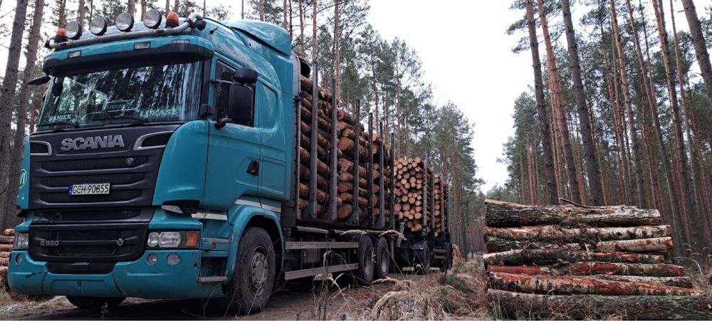 SCANIA R520 V8 hds do drzewa lasu drewna