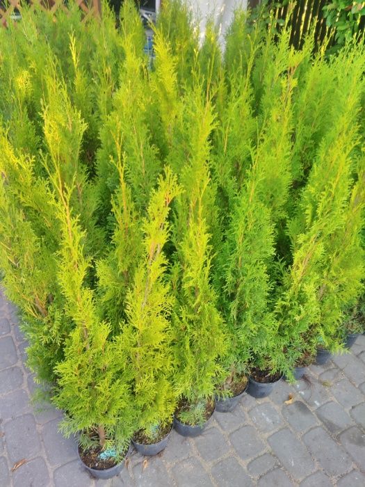 Thuja Smaragd 80 - 90 cm w Donicy max przyjec Podlaska TANI DOWÓZ