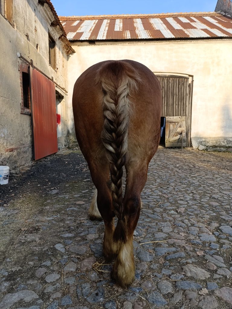 Klacz zimnokrwista