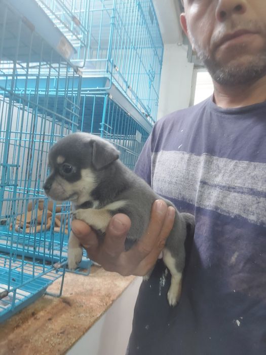 Lindomenino chihuahua