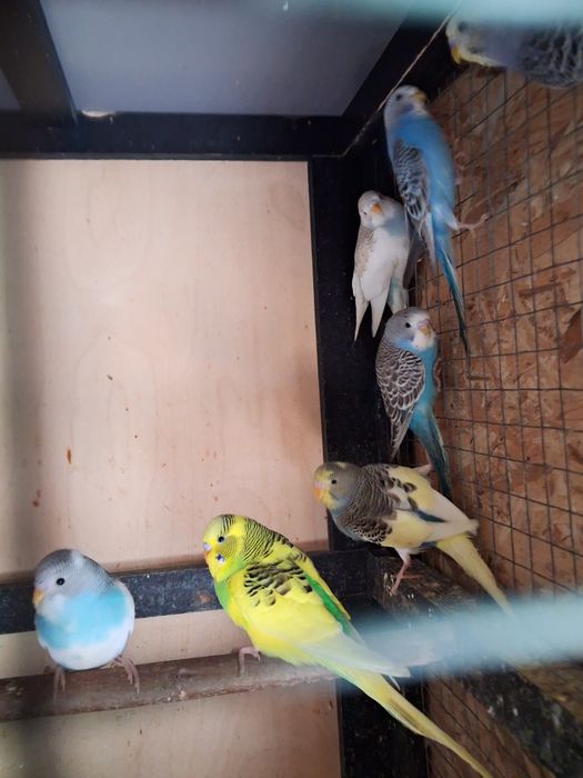 Papugi faliste mlode