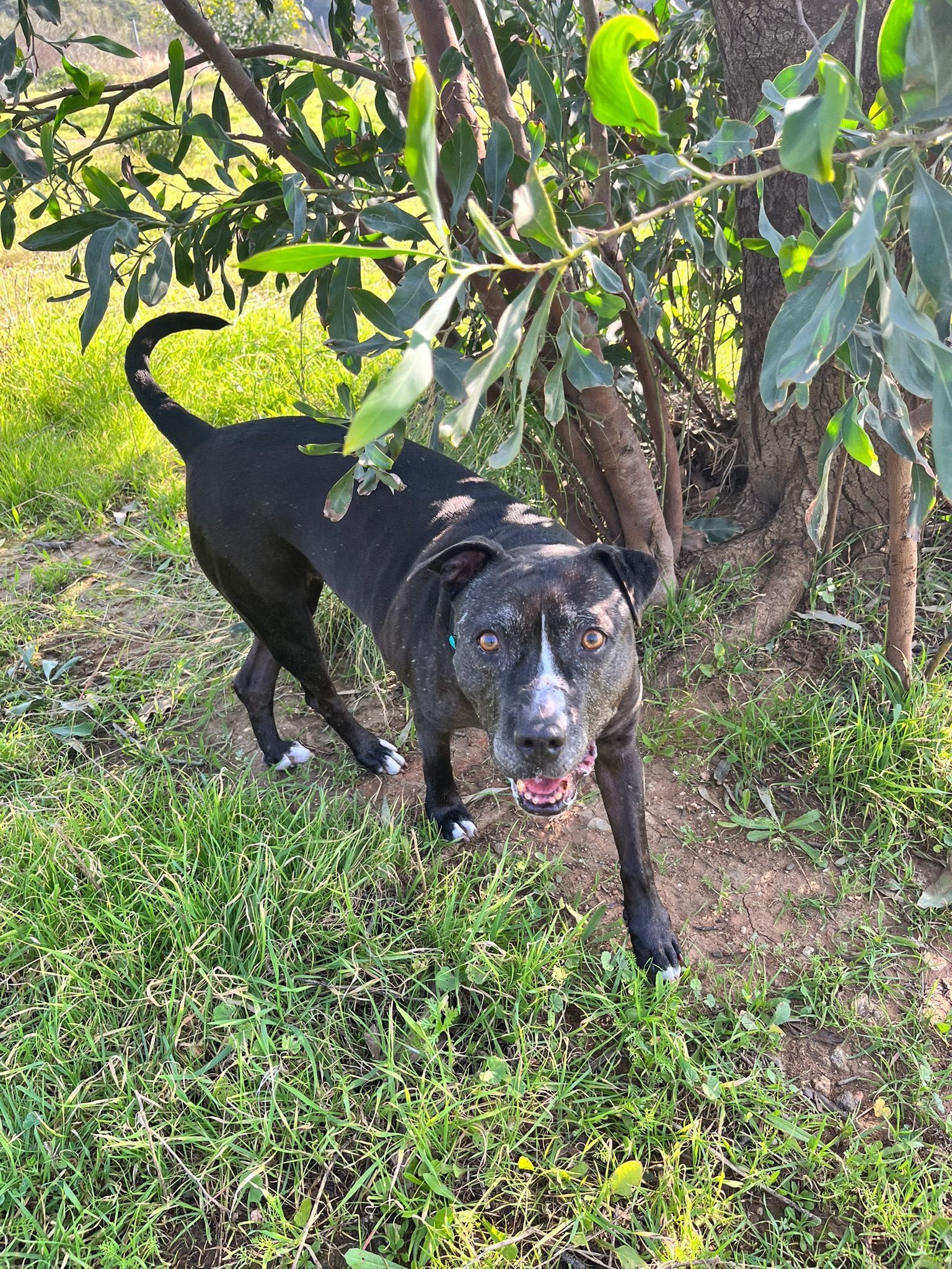 Daniela, amstaff, pitbull, amstafka, pitbulterier, 6 lat w schronisku