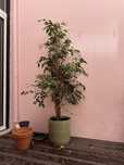 Árvore planta ficus 1,70m