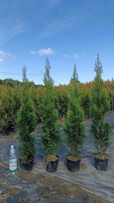 Tuja szmaragd 100 - 130 cm Producent Transport Wyprzedaż