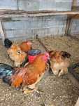 Galinhas e patos de raca e ovos