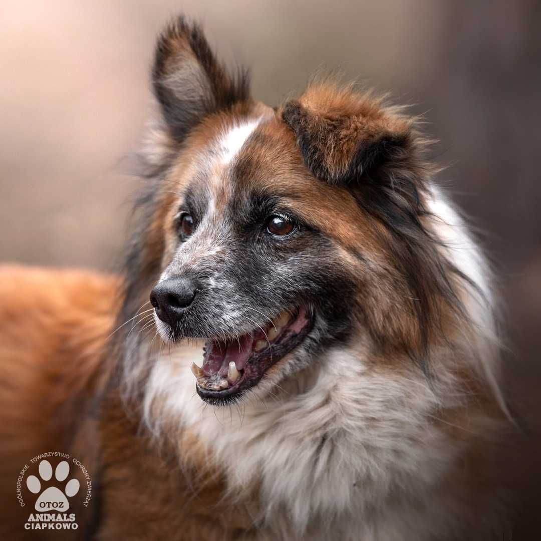 Strumyk szuka domu na jesień życia! OTOZ Animals Schronisko Ciapkowo.