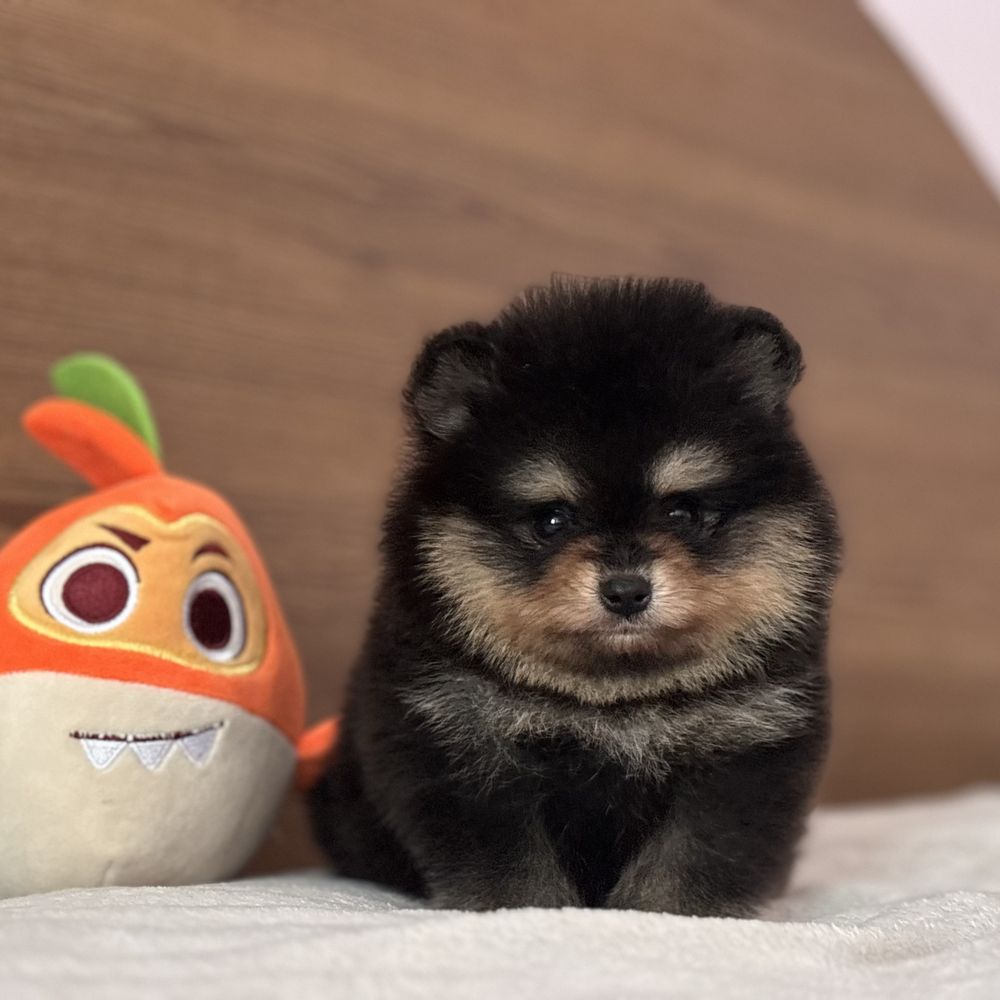 шикарний Хлопчик тип ведмедика.