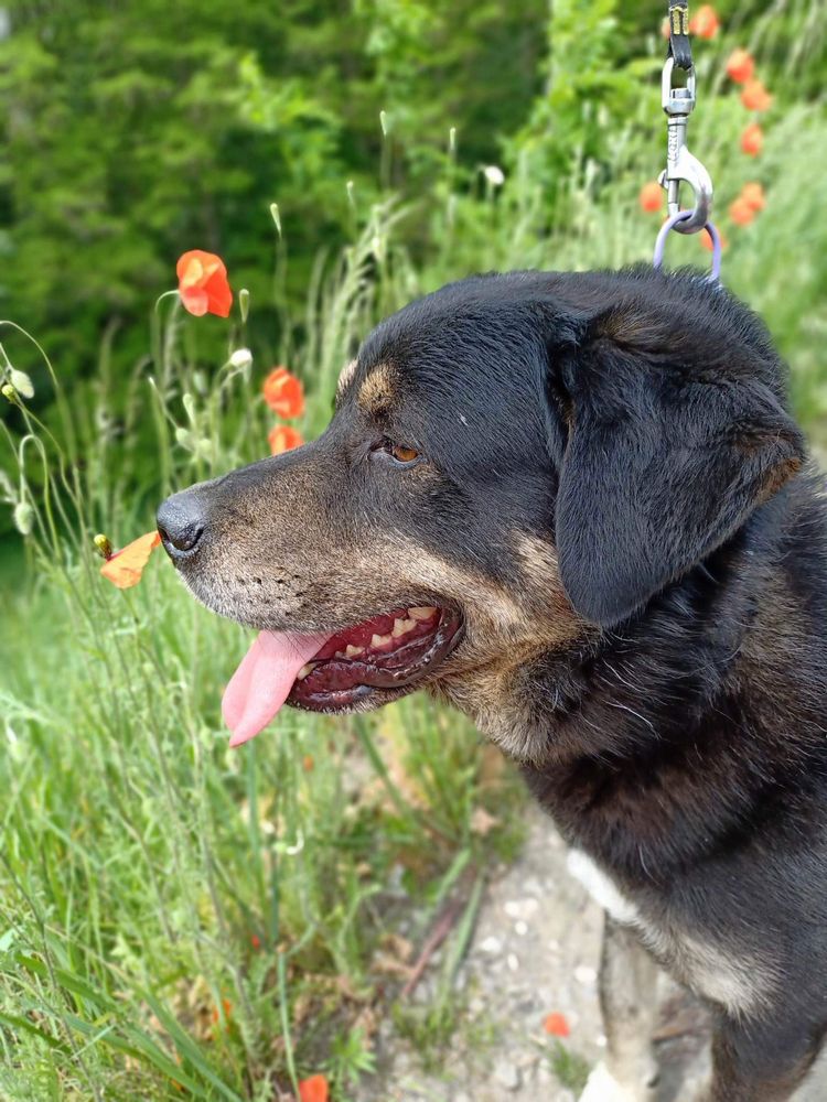 Spokojny, tulaśny piesek szuka domku