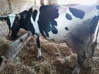 Krowy mleczne 3 sztuki