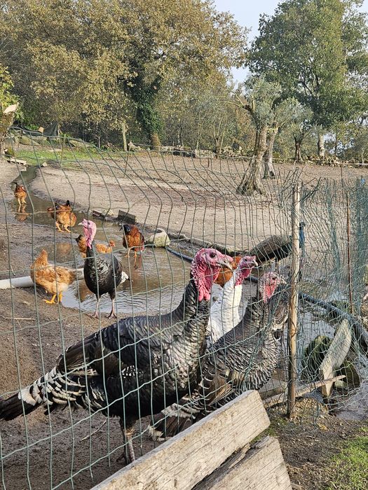 Perus Caseiros (jovens/adultos)