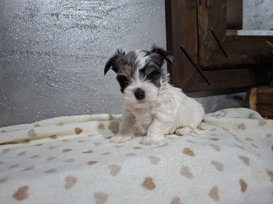 York  mini piesek