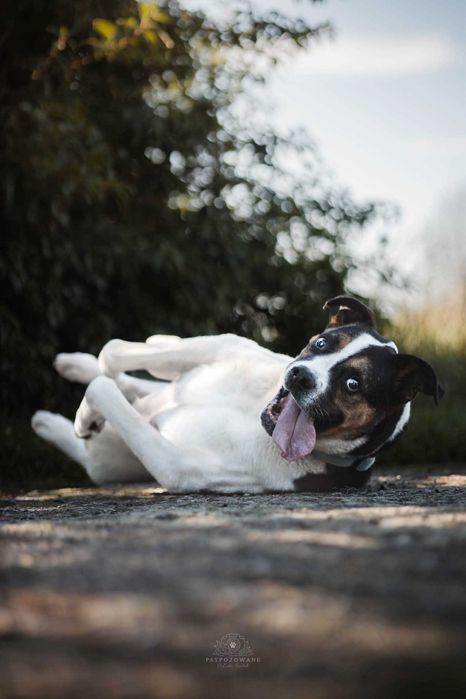 Adwent- duży wesoły przytulak w typie boksera ADOPCJA