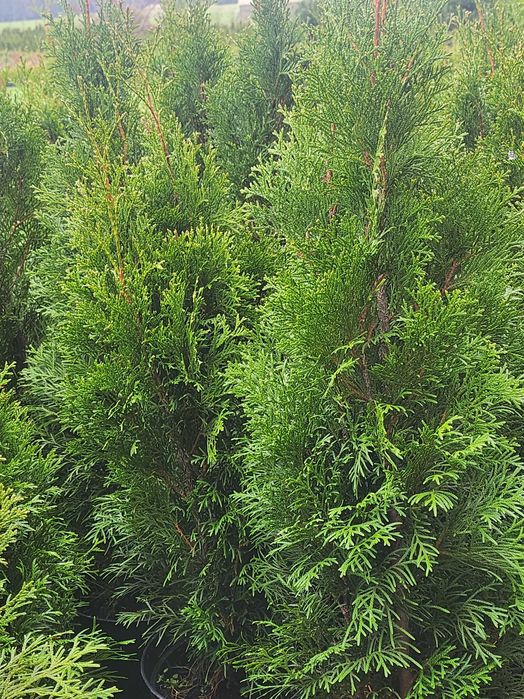 Thuja Szmaragd od 60-70cm w donica 3 litrowa