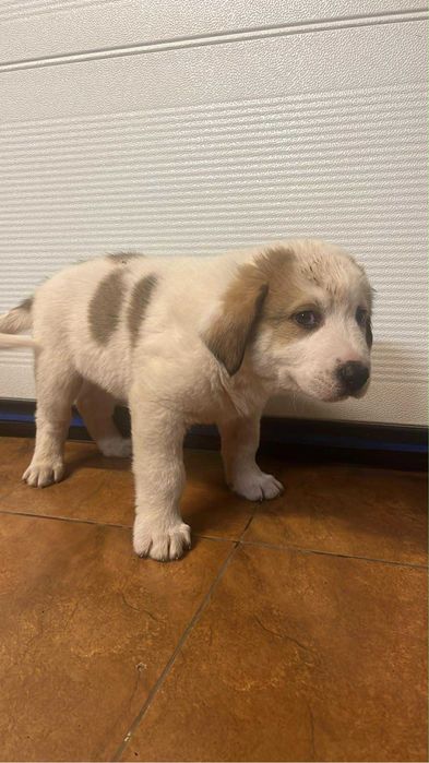 Szczeniak Owczarka Środkowoazjatyckiego