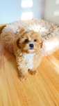 Śliczny piesek  Maltipoo