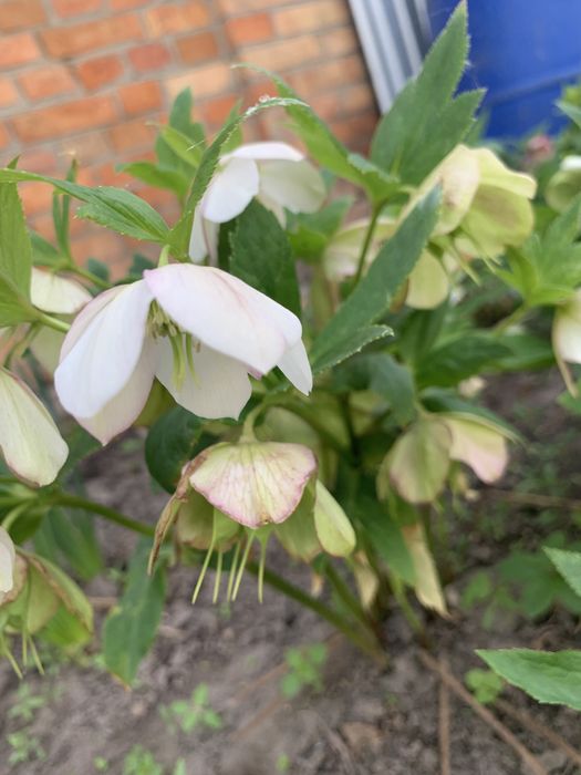 Морозники різного кольору