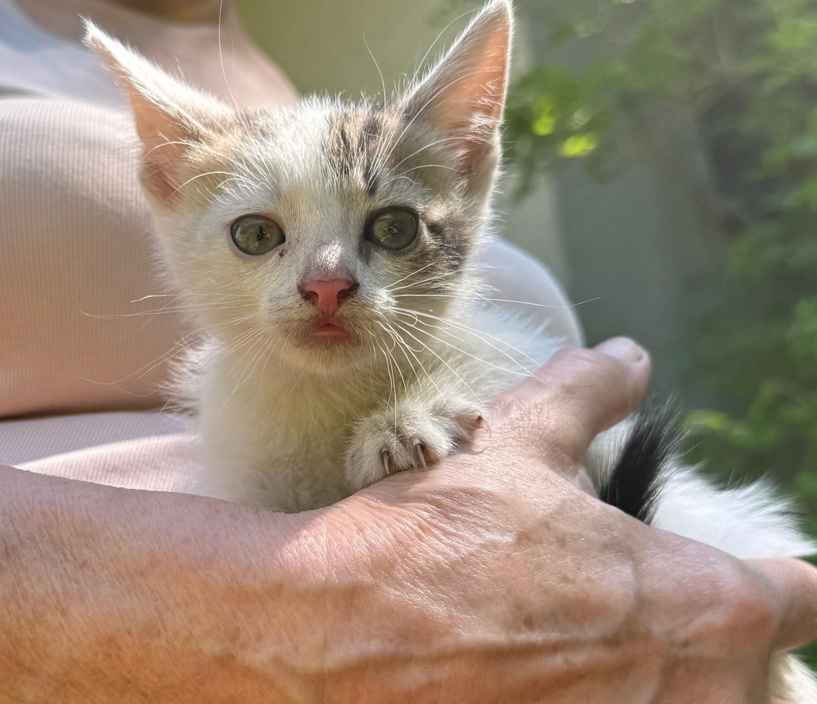Do adopcji kocie dziecko
