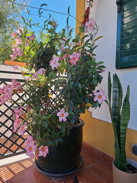 Plantas extriores