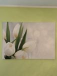 Biale tulipany obraz