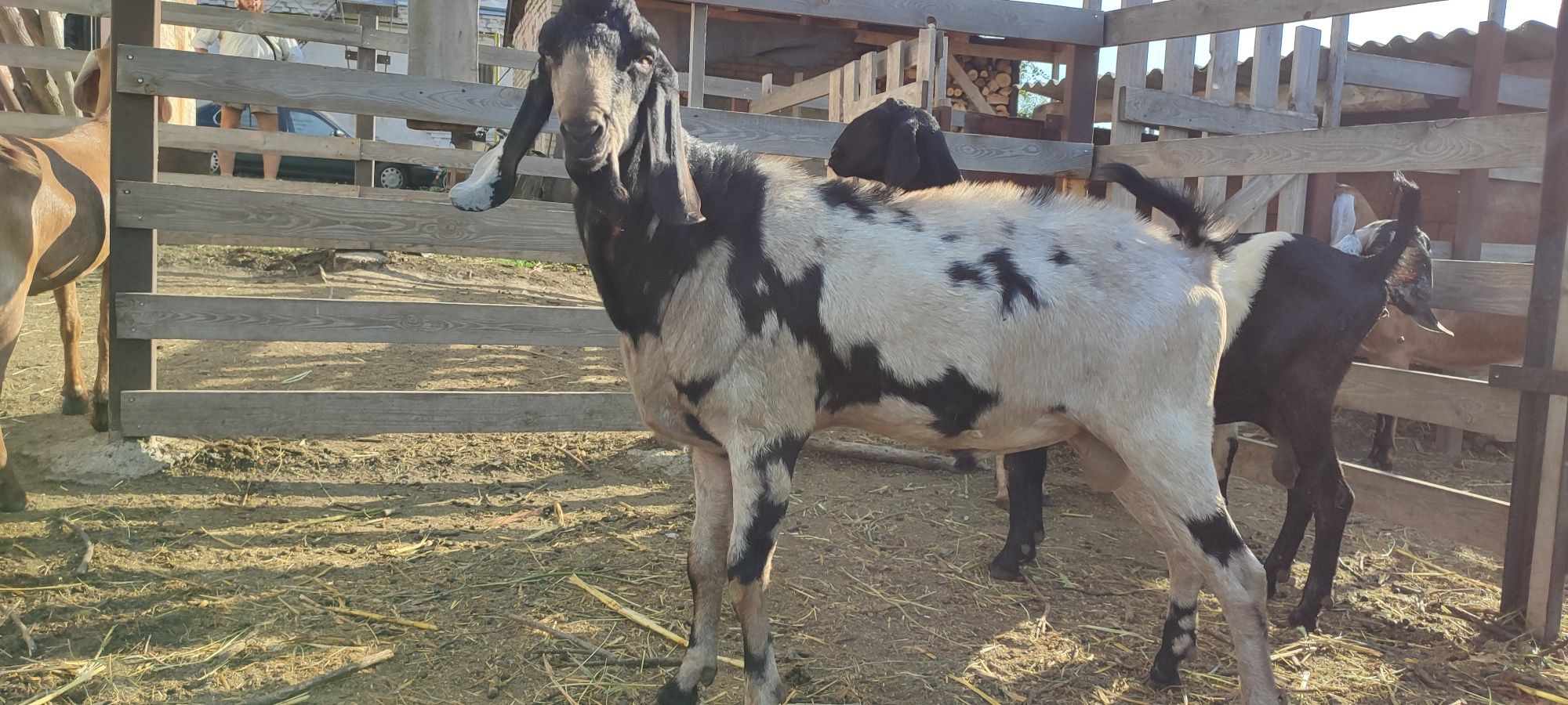 Кізочки нубійські 94%.  Мініферма коза кози
