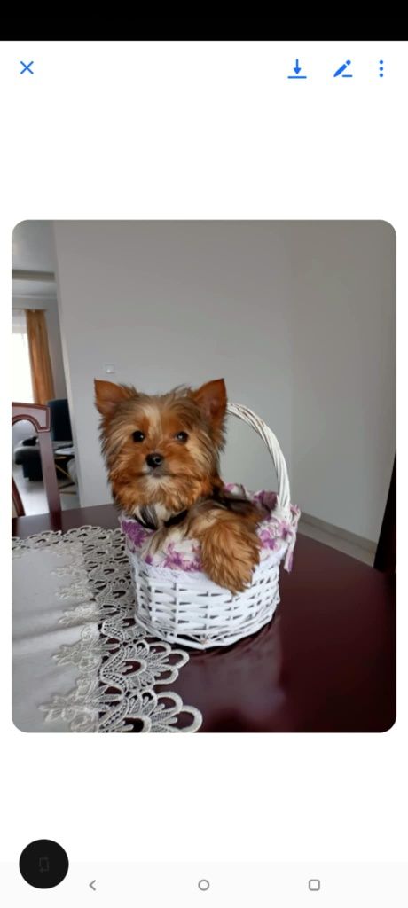 Yorkshire terrier sunia