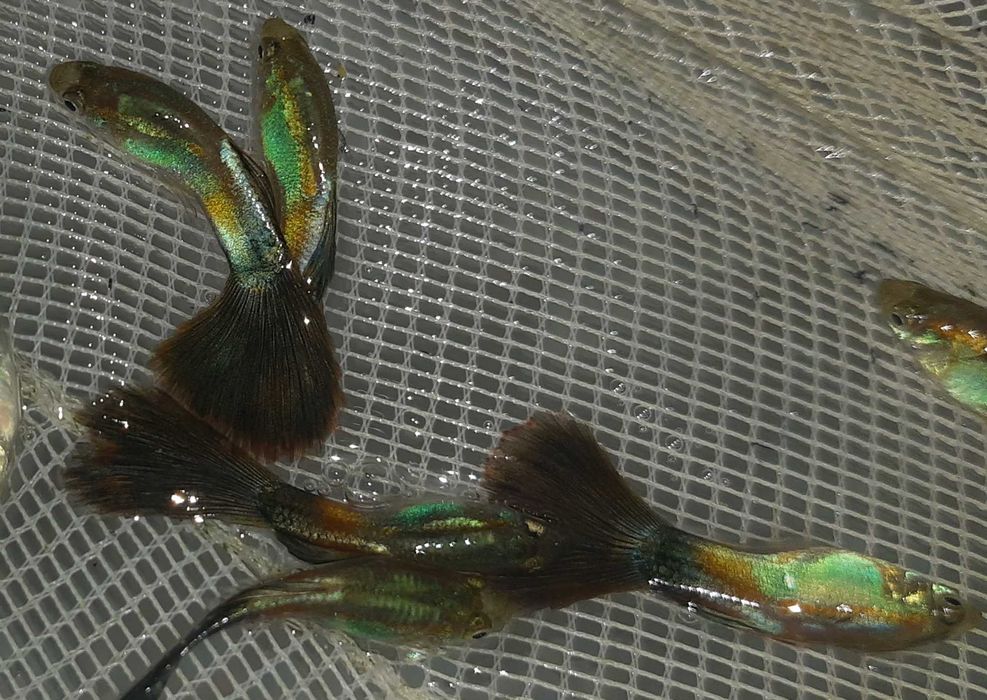 Gupik odmiana RED VELVET - Poecilia reticulata - dowozimy, wysyłamy