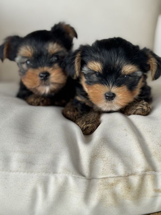 Yorkshirer  linha Russa