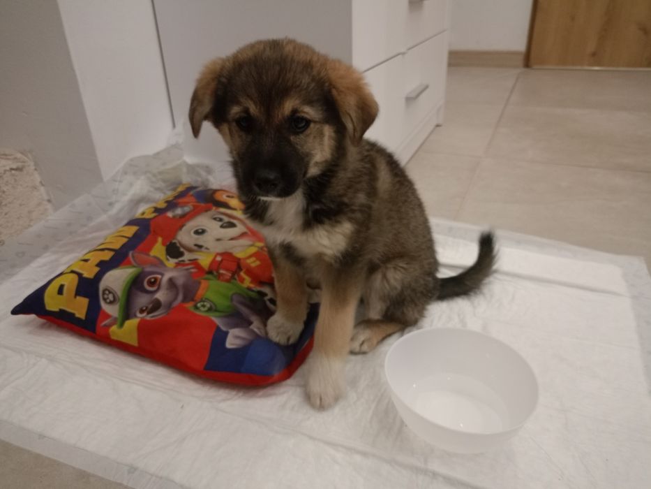 Oddam szczeniaka  suczka